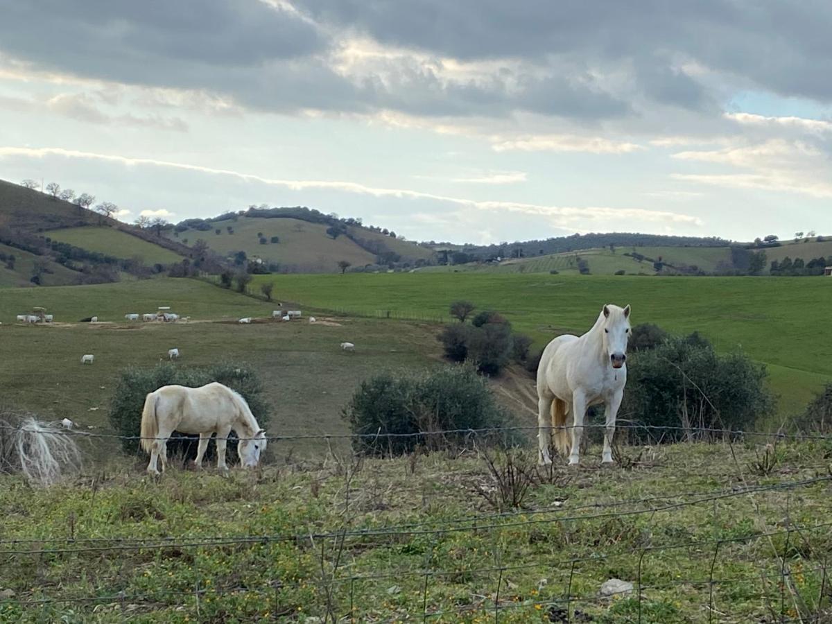 B&B Monte Di Bu Marrucheto エクステリア 写真